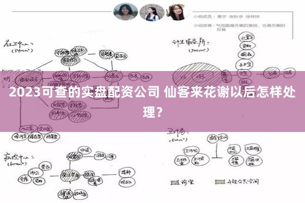 2023可查的实盘配资公司 仙客来花谢以后怎样处理？